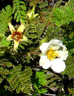 Mountain Misery, CHAMAEBATIA FOLIOLOSA