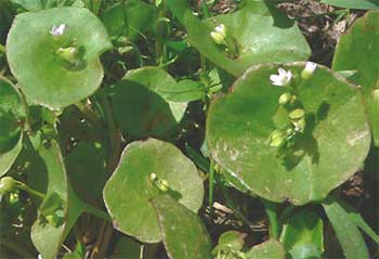 Miner's Lettuce, Montia perfoliata