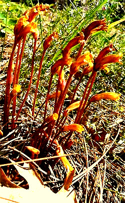 broom-rape or cancer-root, OROBANCHE FASCICULATA