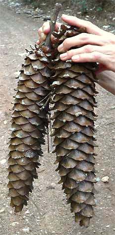 Sugar Pines, Pinus lambertiana, cones