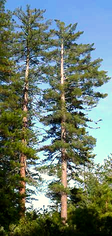 Sugar Pine, PINUS LAMBERTIANA