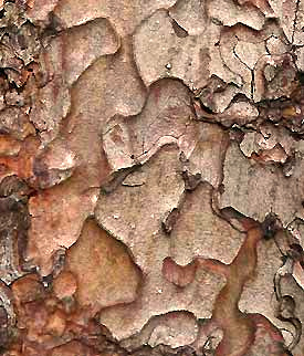 Ponderosa Pine bark