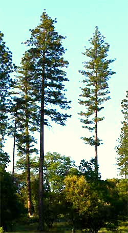 Ponderosa Pines