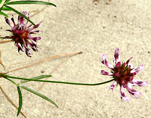 White-tipped Clover, Trifolium variegatum