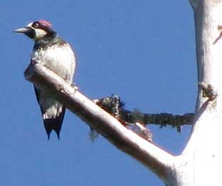Acorn Woodpeckers, MELANERPES FORMICIVORUS