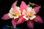 bee-buzz