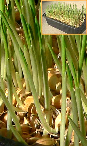 barley grass growing in a tray