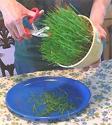 harvesting wheat grass blades