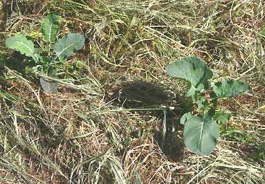 mulched broccoli