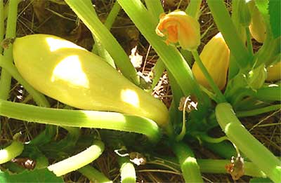 summer squash