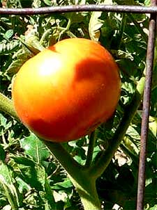 garden tomato