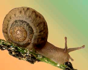 snail