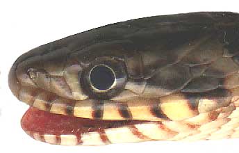 head of immature Rat Snake, ELAPHE [PANTHEROPHIS] OBSOLETA