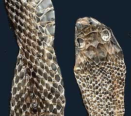 Snake Skin Shed