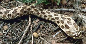 Western Hognose Snake, Heterodon nasicus, image courtesy of US Fish & Wildlife Service