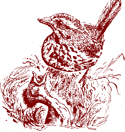 song sparrow nestling being fed, drawing by Jim Conrad