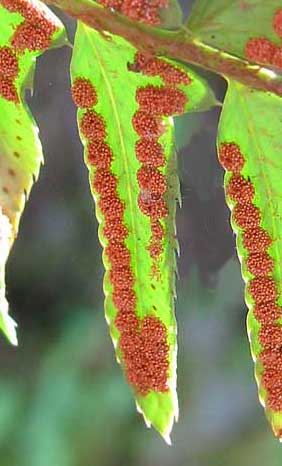 Sori on pinnae of the Western Sword-Fern, Polystichum munitum