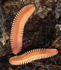 Platydesmida millipede, genus Brachycybe