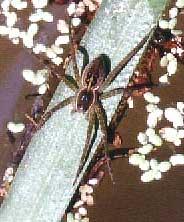 Fishing Spider, Dolomedes triton, photographed in Kentucky