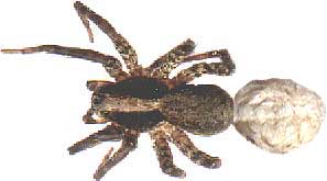 Wolf Spider with egg bag