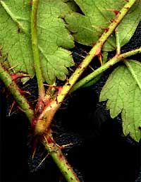 Dewberry spines