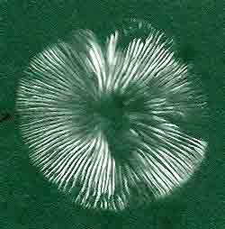 typical spore print showing white spores