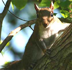 Eastern Gray Squirrel, photo by Hillary Mesick of Mississippi