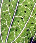 oil glands in leaf of St. John's-wort, Hypericum punctatum