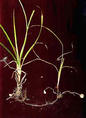 Stolons and tubers on Nut Grass, Cyperus esculentus. 