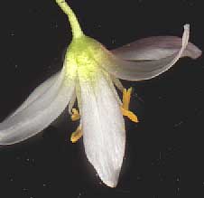 tepals of False Garlic, NOTHOSCORDUM BIVALVE, rear view