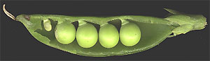 a legume fruit, peas in a pod