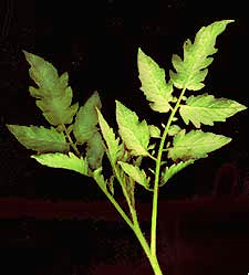 tomato sucker showing compound leaves