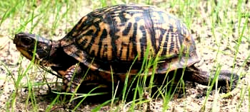 Eastern Box Turtle, Terrapene carolina carolina, photo by Dr. Jarvis Hudson