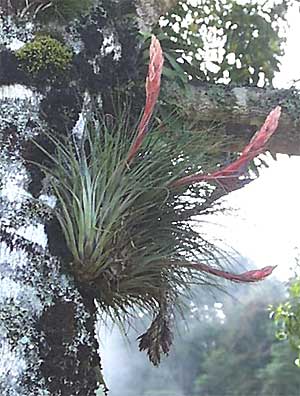 Bromeliad