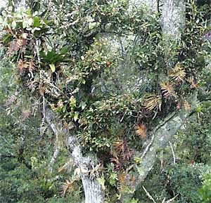 Epiphytes on a tree in Chiapas