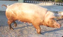 street pig