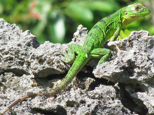 Iguana