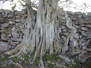 Strangler fig on rock fence at San Juan