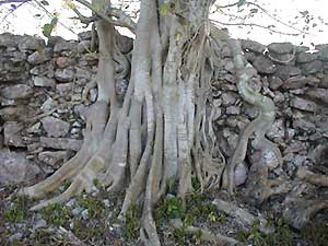 Strangler fig on rock fence at San Juan