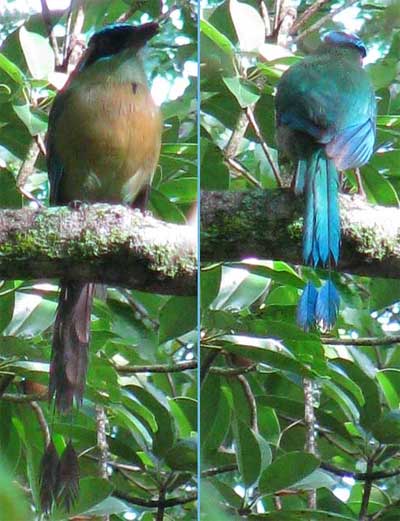 Turquoise-browed Motmot