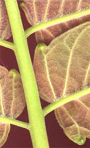 extrafloral glands on leaves of Tree-of-heaven, Ailanthus altissima