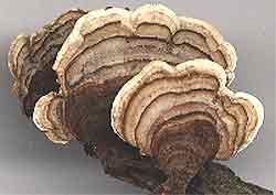 False Turkey Tail Fungus, Stereum complicatum