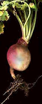 turnip, a kind of storage root