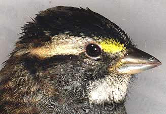 White-throated Sparrow, Zonotrichia albicollis