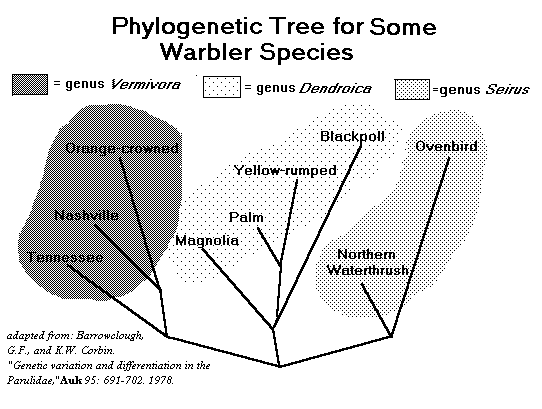 a phylogenetic tree