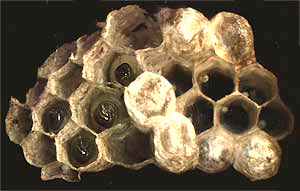 paper wasp nest showing eggs and grubs