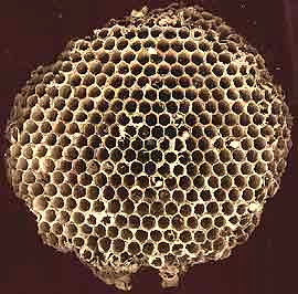 Paper nest of wasp