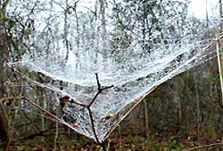 Sheet web; photo by Karen McKay of Mississippi