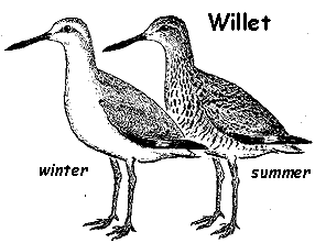 Willets, winter and summer plumages, drawing by Jim Conrad, public domain