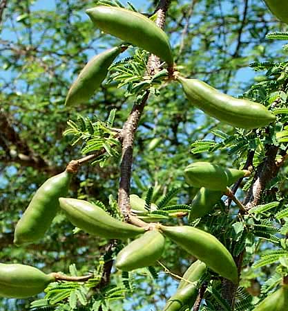 SWEET ACACIA fruits